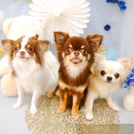 【池下店】2022年3月21日のワンちゃん達♪