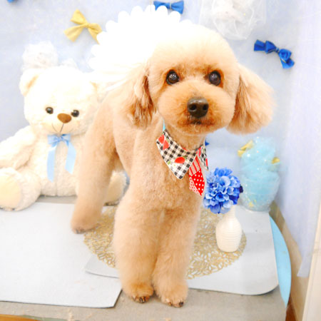 【池下店】2022年3月24日のワンちゃん達♪