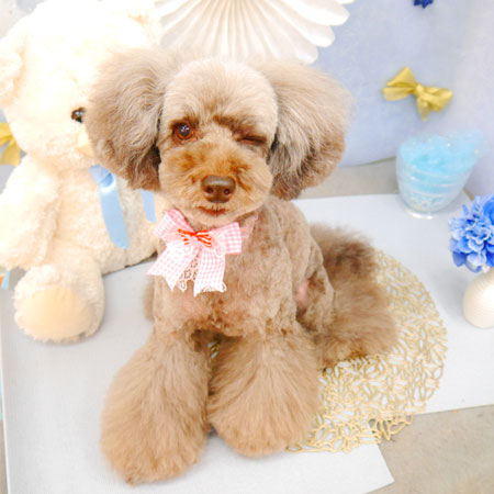 【池下店】2022年3月25日のワンちゃん達♪