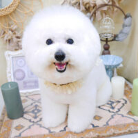 【池下店】2022年3月26日のワンちゃん達♪