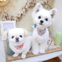 【池下店】2022年3月27日のワンちゃん達♪