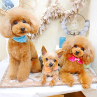 【池下店】2022年3月28日のワンちゃん達♪