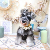 【池下店】2022年3月30日のワンちゃん達♪