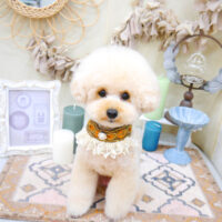 【池下店】2022年3月31日のワンちゃん達♪