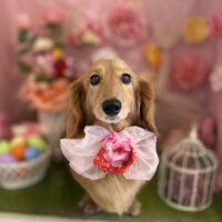 【本店】2022年4月23日のワンちゃん達♪