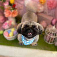 【本店】2022年4月24日のワンちゃん達♪