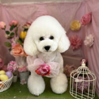 【本店】2022年4月25日のワンちゃん達♪