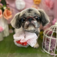 【本店】2022年4月29日のワンちゃん達♪