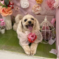 【本店】2022年4月30日のワンちゃん達♪