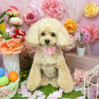 【本店】2022年4月11日のワンちゃん達♪