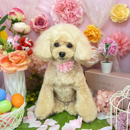 【本店】2022年4月11日のワンちゃん達♪