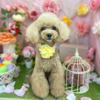 【本店】2022年4月15日のワンちゃん達♪