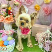 【本店】2022年4月18日のワンちゃん達♪