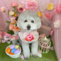 【本店】2022年4月22日のワンちゃん達♪