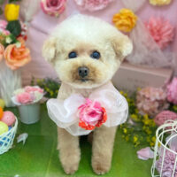 【本店】2022年4月28日のワンちゃん達♪