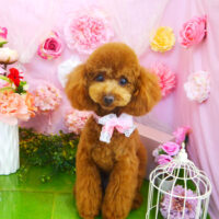 【本店】2022年4月1日のワンちゃん達♪