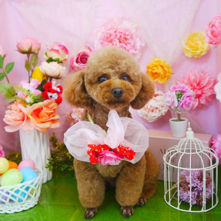 【本店】2022年4月2日のワンちゃん達♪