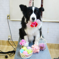 【本店】2022年4月3日のワンちゃん達♪