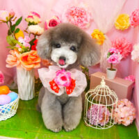 【本店】2022年4月4日のワンちゃん達♪