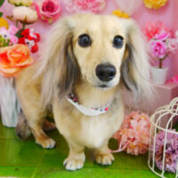 【本店】2022年4月7日のワンちゃん達♪