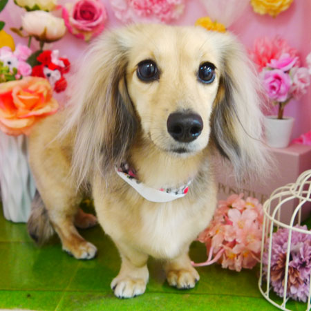 【本店】2022年4月7日のワンちゃん達♪