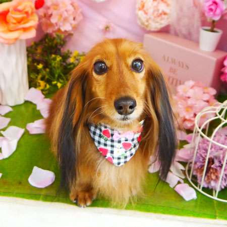 【本店】2022年4月8日のワンちゃん達♪