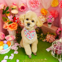 【本店】2022年4月9日のワンちゃん達♪