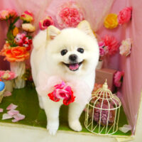 【本店】2022年4月10日のワンちゃん達♪