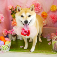 【本店】2022年4月14日のワンちゃん達♪