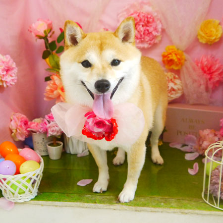 【本店】2022年4月14日のワンちゃん達♪