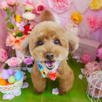 【本店】2022年4月16日のワンちゃん達♪