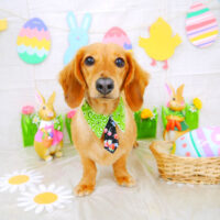 【山手店】2022年4月2日のワンちゃん達♪