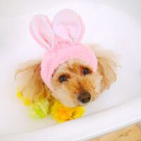 【山手店】2022年4月3日のワンちゃん達♪