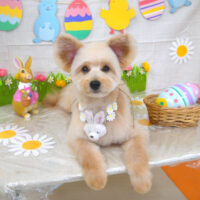 【山手店】2022年4月4日のワンちゃん達♪