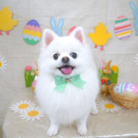 【山手店】2022年4月8日のワンちゃん達♪