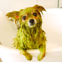 【山手店】2022年4月9日のワンちゃん達♪