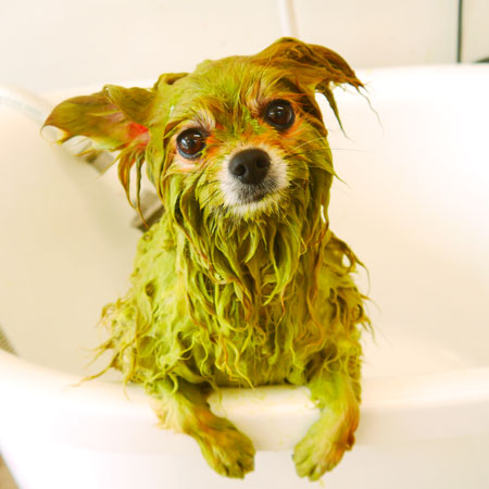 【山手店】2022年4月9日のワンちゃん達♪