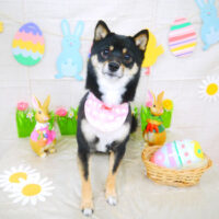 【山手店】2022年4月10日のワンちゃん達♪