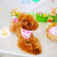 【山手店】2022年4月11日のワンちゃん達♪