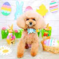 【山手店】2022年4月14日のワンちゃん達♪