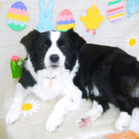 【山手店】2022年4月15日のワンちゃん達♪