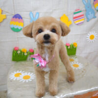 【山手店】2022年4月16日のワンちゃん達♪