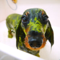 【山手店】2022年4月18日のワンちゃん達♪