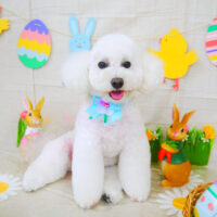 【山手店】2022年4月21日のワンちゃん達♪