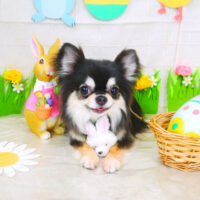 【山手店】2022年4月22日のワンちゃん達♪