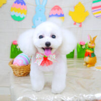 【山手店】2022年4月23日のワンちゃん達♪