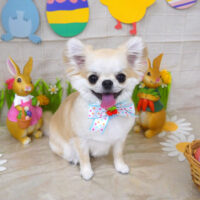 【山手店】2022年4月24日のワンちゃん達♪