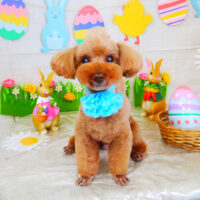 【山手店】2022年4月25日のワンちゃん達♪