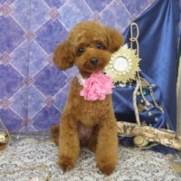 【山手店】2022年4月29日のワンちゃん達♪