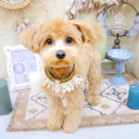 【池下店】2022年4月1日のワンちゃん達♪